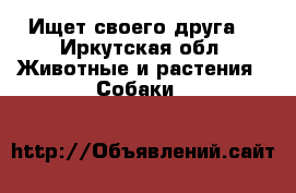 Ищет своего друга  - Иркутская обл. Животные и растения » Собаки   